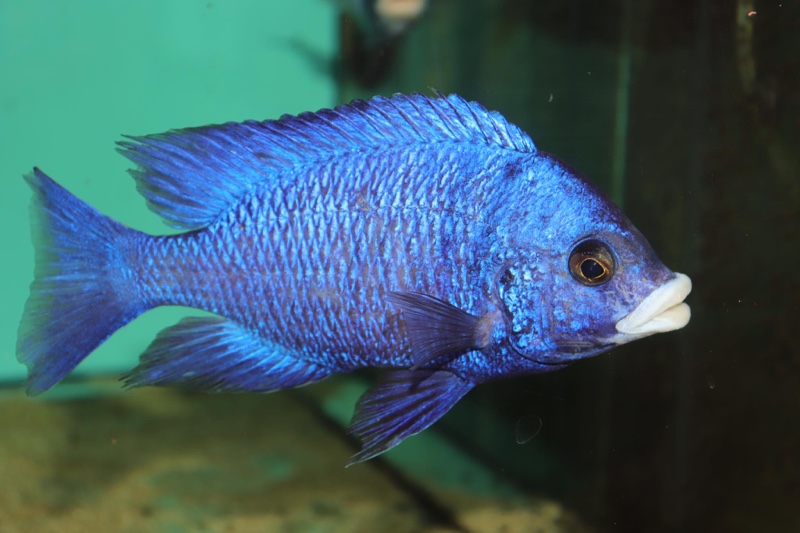 Placidochromis phenochilus 'Mdoka Reef'